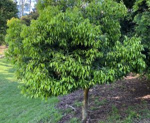 A tree with wavy-edged leaves sits on a single slender brown trunk