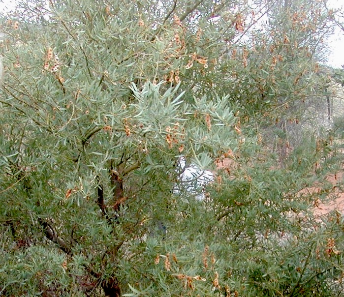 A green-leaved plant has pale brown pods hanging off the branches. This is the edible wattle Acacia victoriae, or Prickly Wattle.