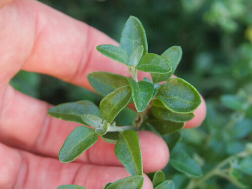 a hand holding a salt bush leaf