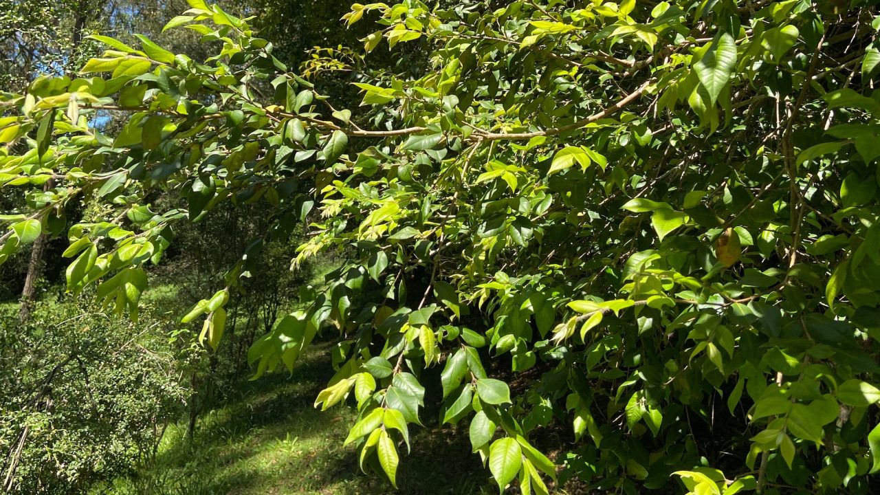 Cinnamon Myrtle Bent Shed Produce