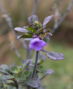 A small purple flower, bell-shaped with flared edges, points down from purplish-green leaves and stem, against a blurred greenish background.