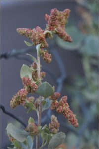 A close-up of a grey-green stem with leathery leaves and pinkish tiny heads - the seeds of Saltbush