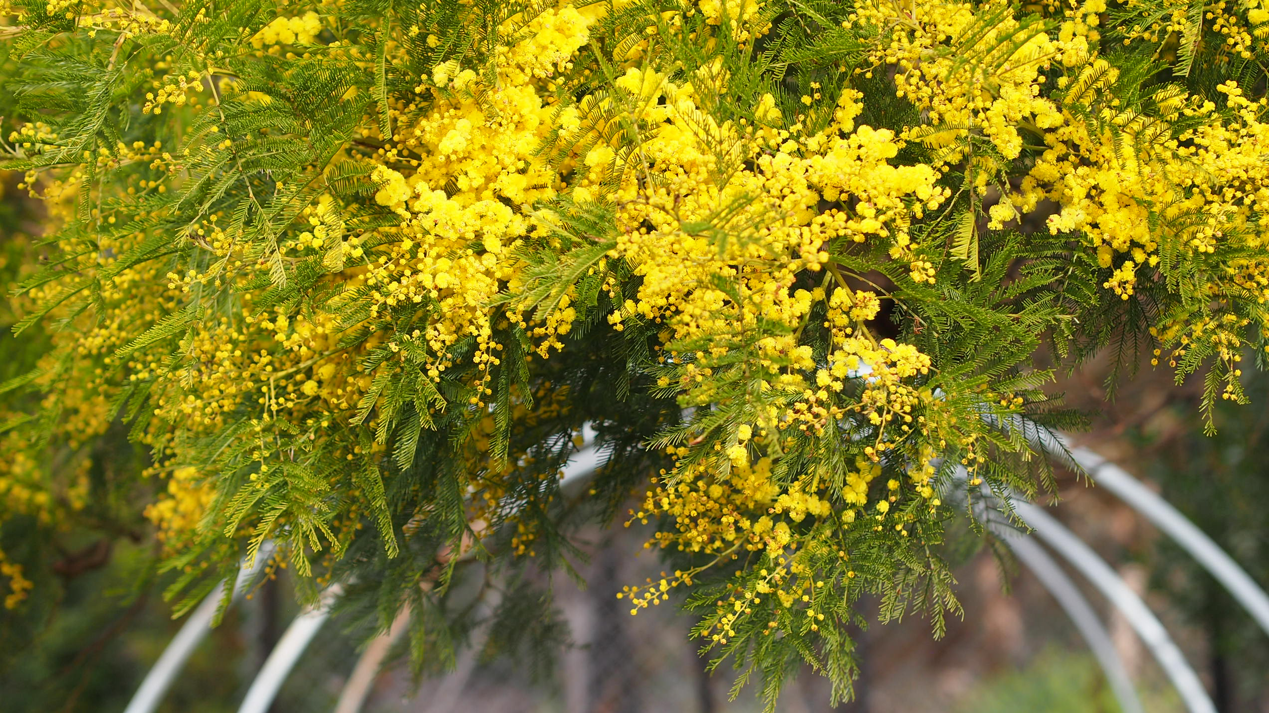 A spray of bright yellow wattle drips down from the top of the image, on top of curved hoops of a small greenhouse.