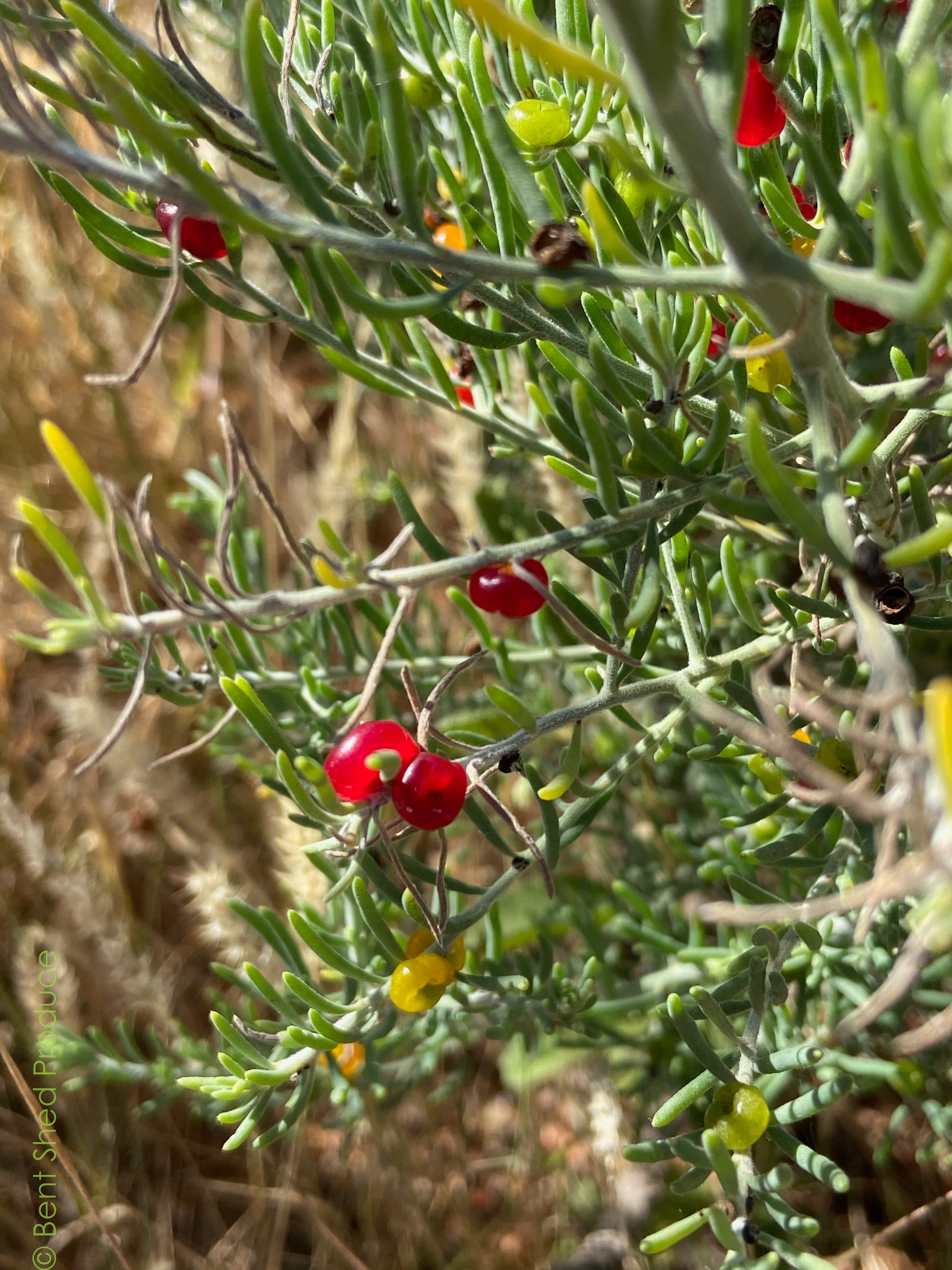 Small, flat red and yellow berries are interspersed with narrow leaves on a grey-green branch