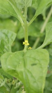 A small yellow flower is displayed against a bright green stem, at the base of a very large arrow-shaped leaf.