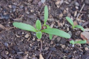 A close-up of a seedling with two long thin succulent-looking leaves, opposite two much smaller leaves.