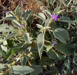 Purple flowers with bright yellow stamens display agains long silvery-grey leaves.