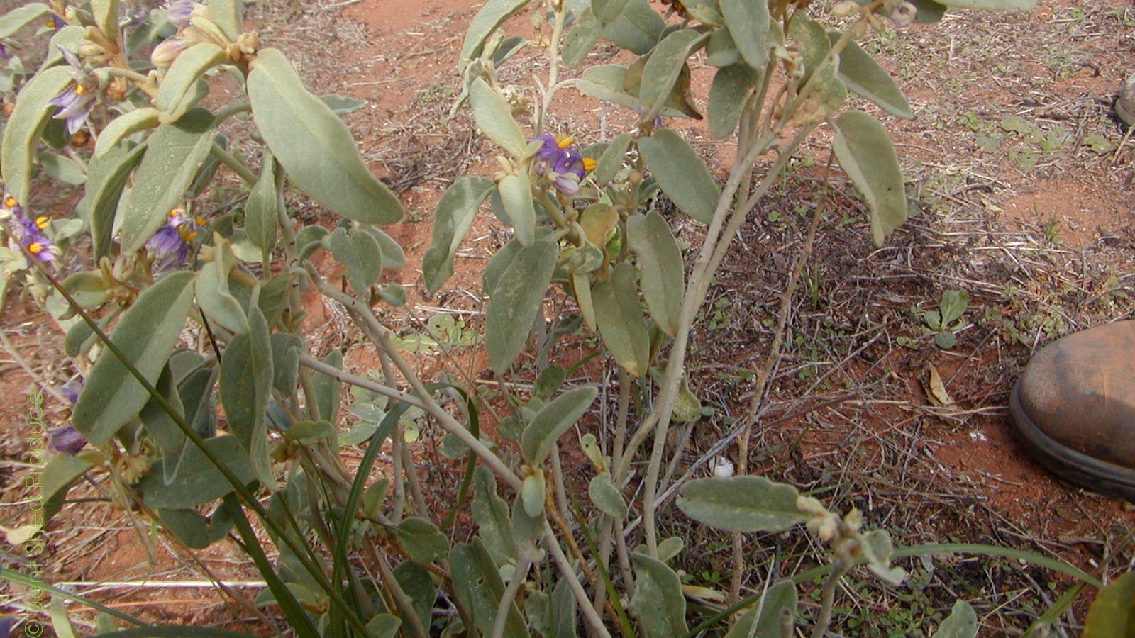 Red dirt forms the background to a small plant with silvery-grey leaves. It has distinct purple flowers with yellow stamens. There's the foot of a brown boot to the right of the image.