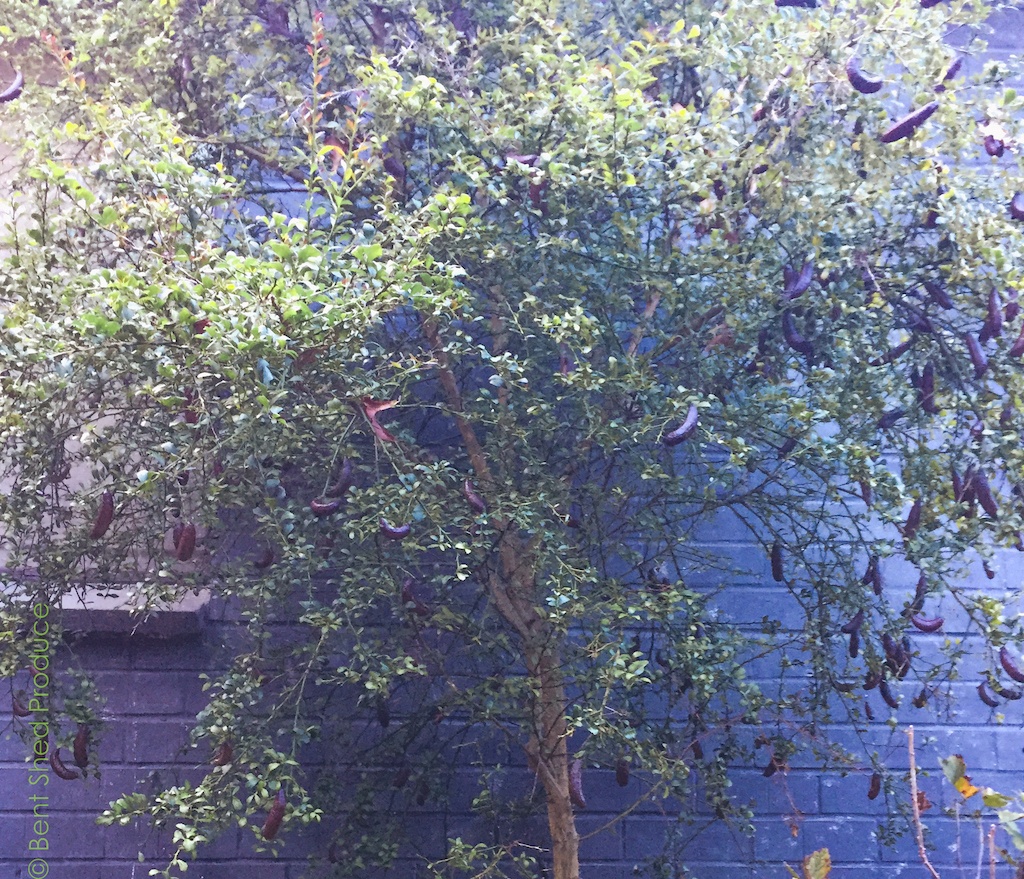 A green tree sits against a blue wall. There are long finger-shaped fruits hanging from the tree.