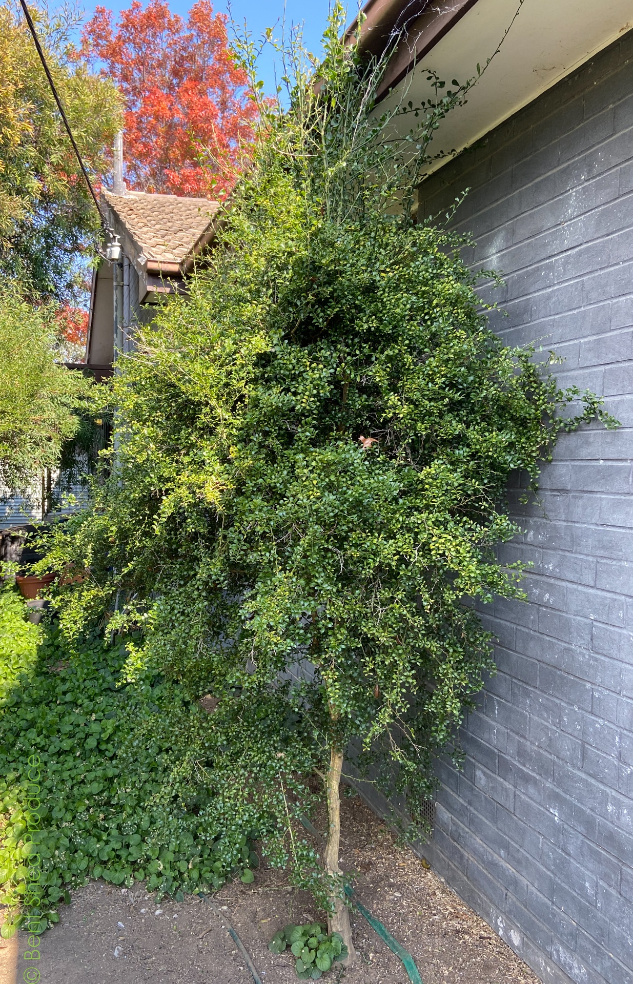 A green tree is nestled against the blue-grey walls of a house. There are flame-red leaves of autumn trees behind.