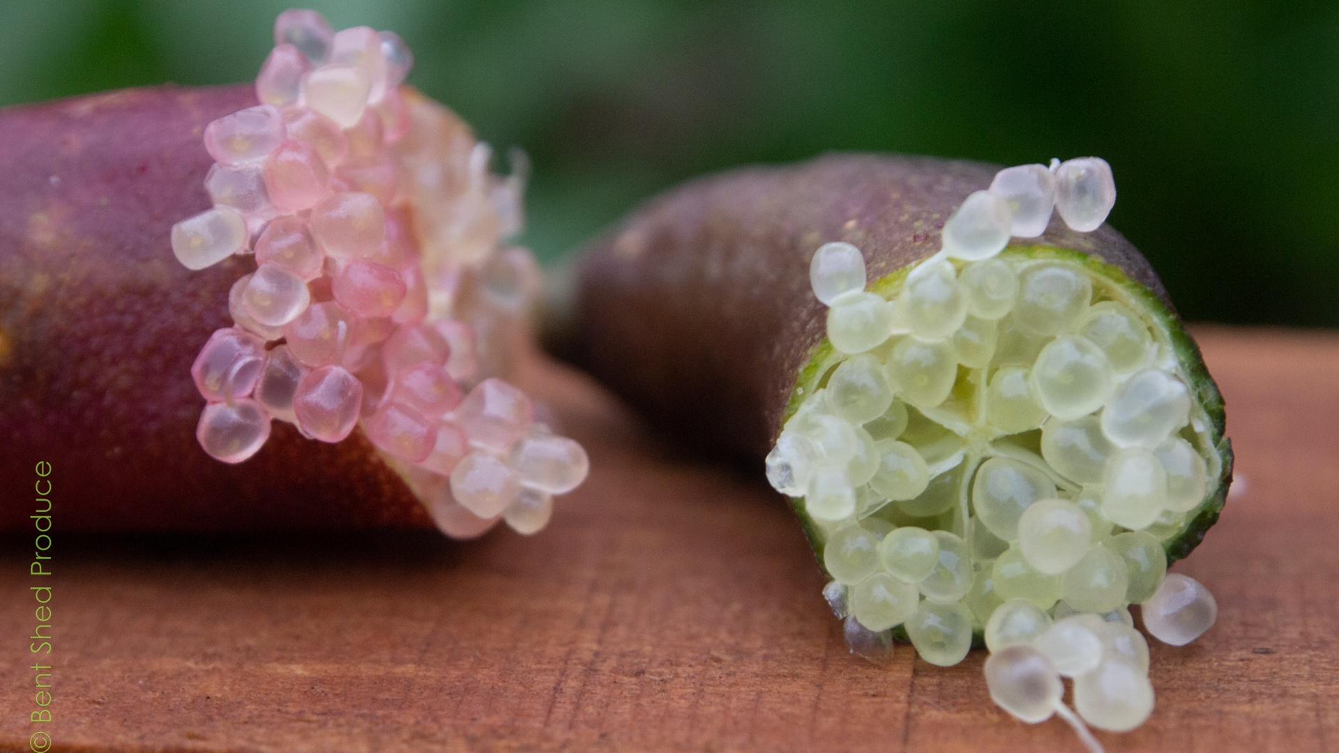 Two Finger Limes are seen in extreme close-up. The left has a pink skin and pinky bubbles, while the right has a green-purple skin and pale lime green bubbles.