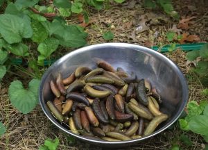 A silver bowl sits on the ground, surrounded by green leaves. It's filled with long, thin, brown-purple fruits.