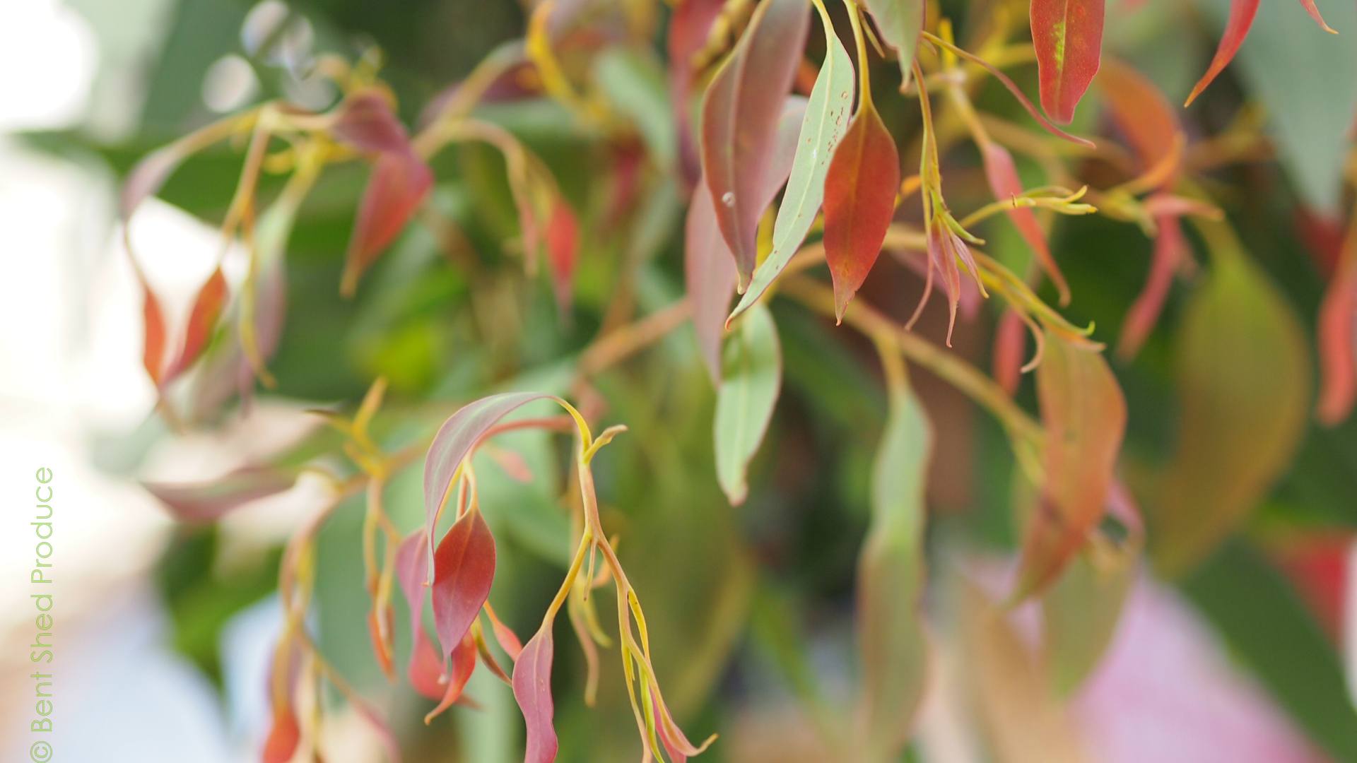 Multi-coloured gum leaves on pale yellow stems