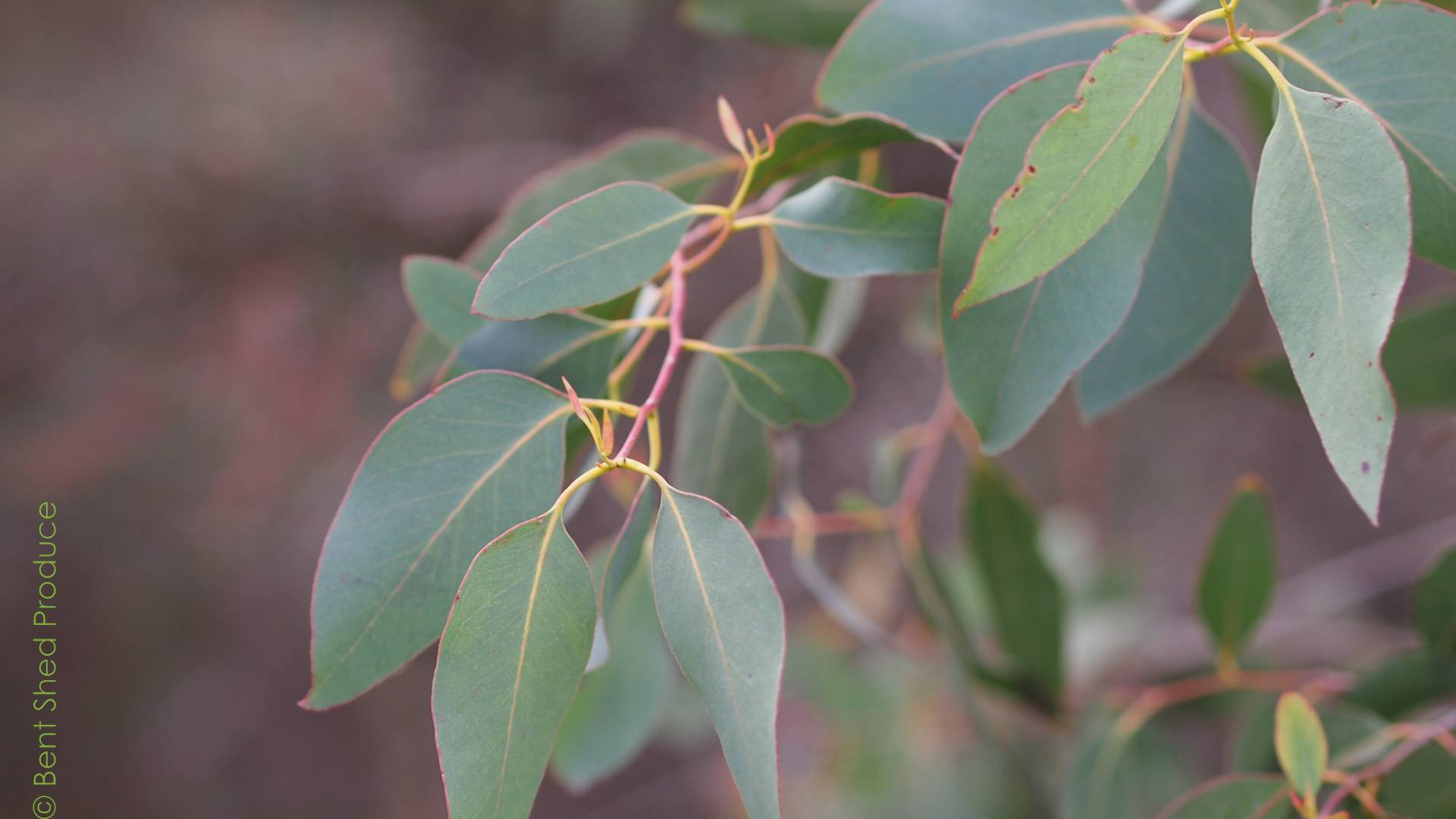 A narrow pale-brown twig has olive-green leaves coming off it.