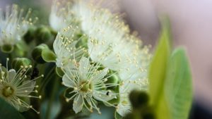 A really macro view of small white flowers with white petals and really long stamens