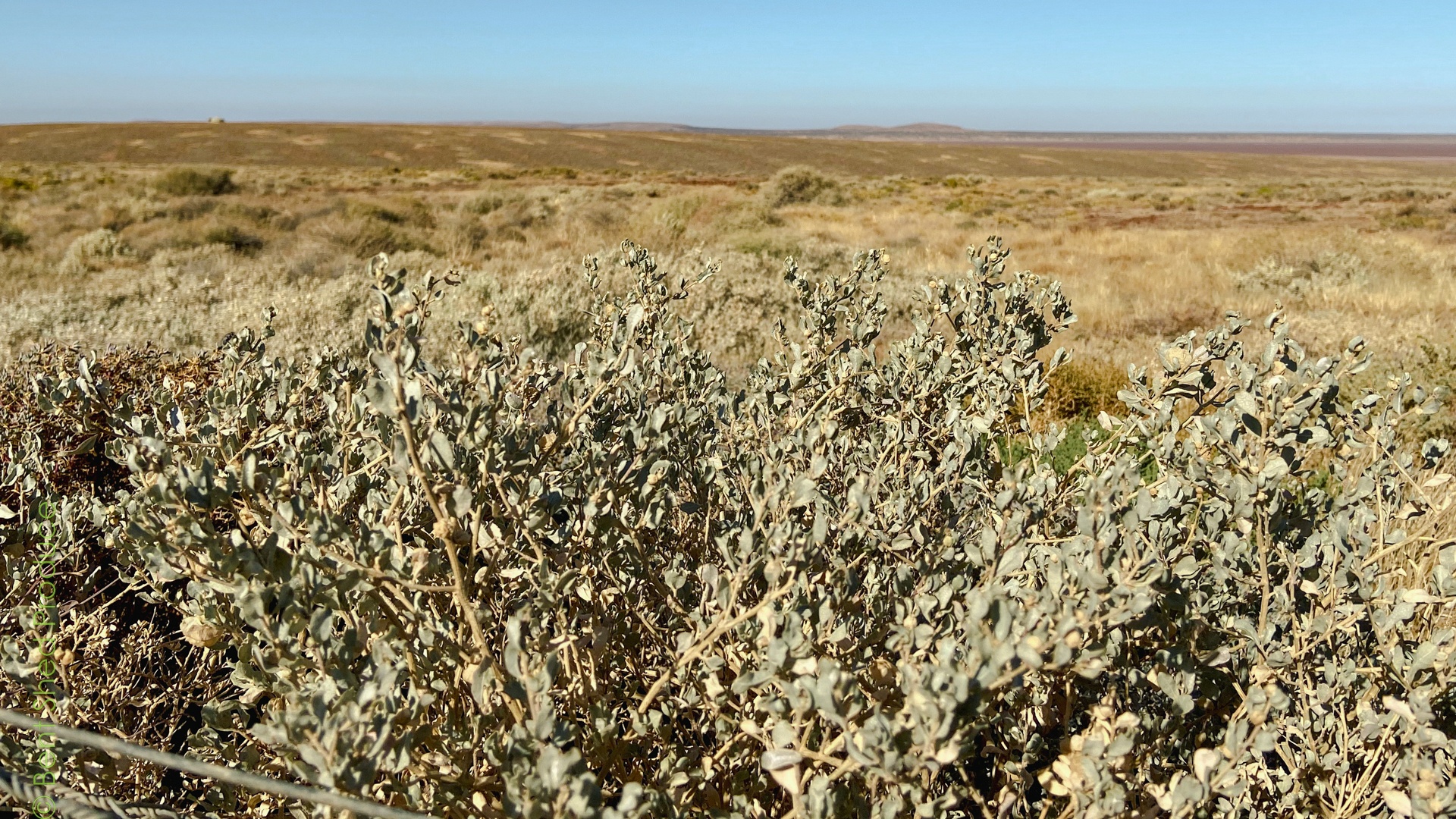 Grey-green leaves at the foreground of the image, fading to a ochre-yellow background and blue sky.