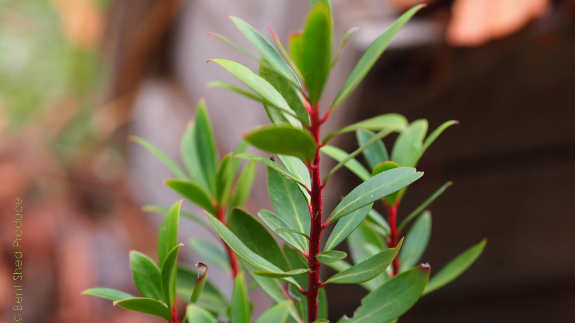 Long lance-shaped leaves come out from a central red stem of a close-up plant