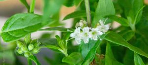 Long soft green leaves are offset by small white flowers.