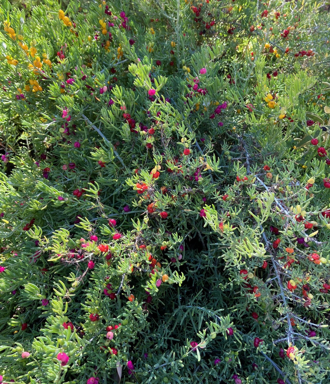 A green shrub is speckled with dots of pink, red, and yellow - Ruby Saltbush berries