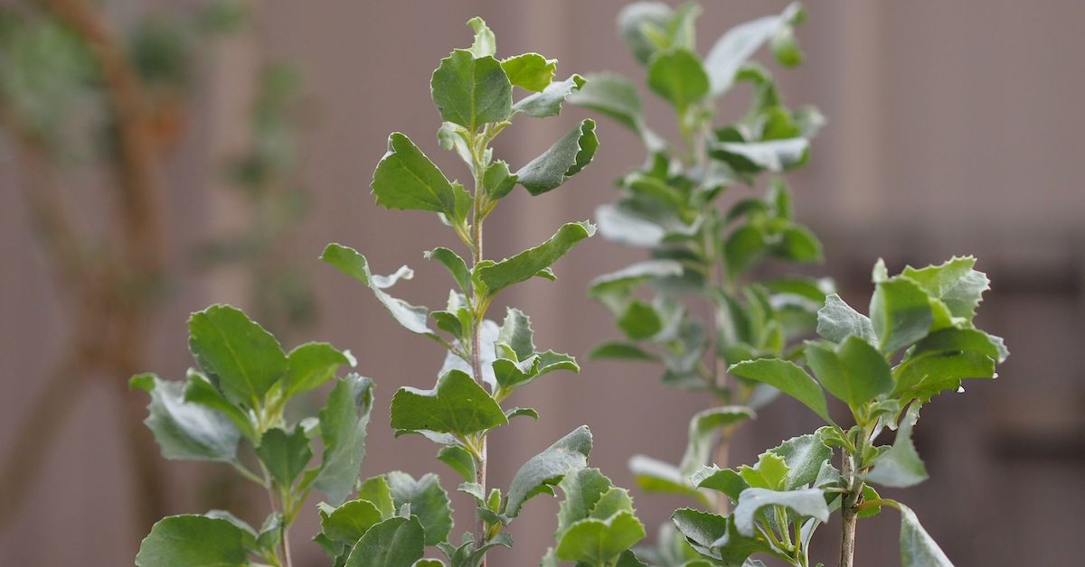 Grey-green shovel-shaped Saltbush leaves rise on a narrow stem