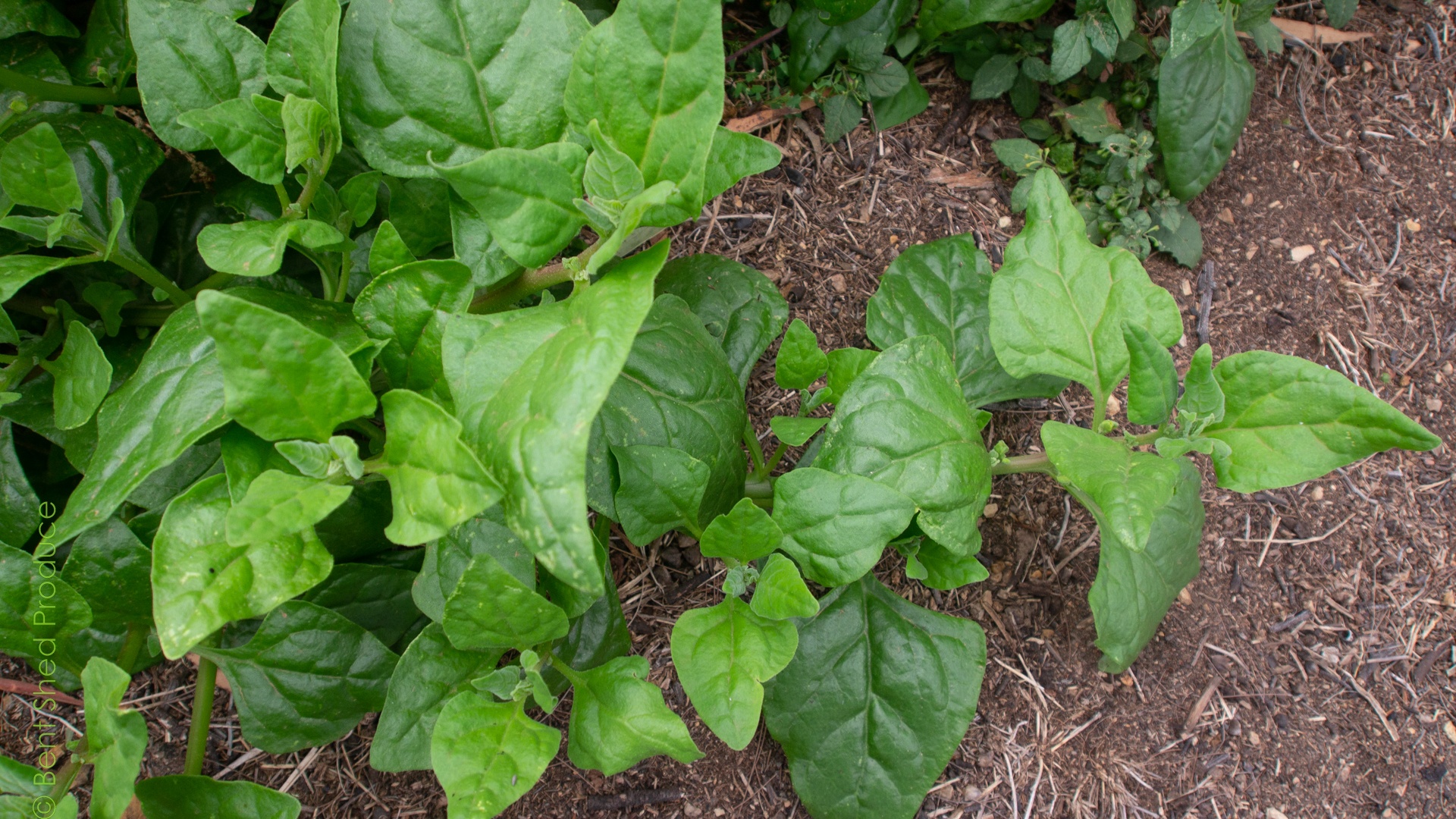 Green, arrow-shaped leaves with prominent veins display against a brown background